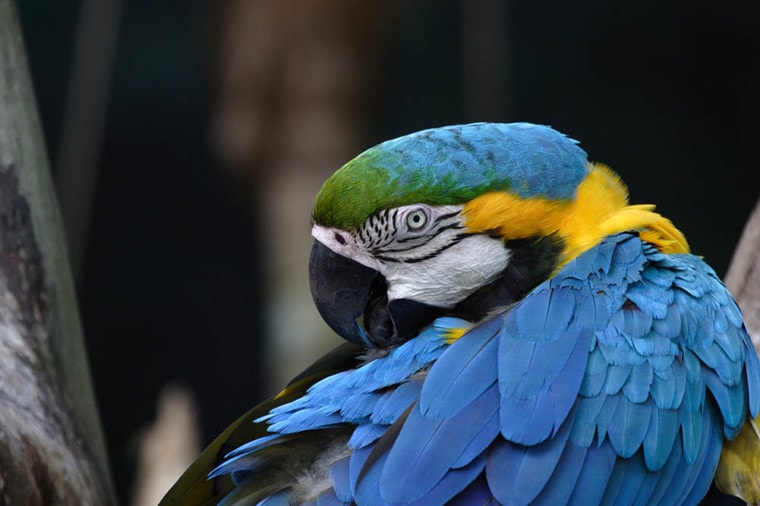 Blue Macaw plucking its wings