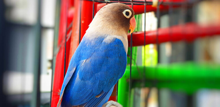 Blue masked lovebird inside the cage