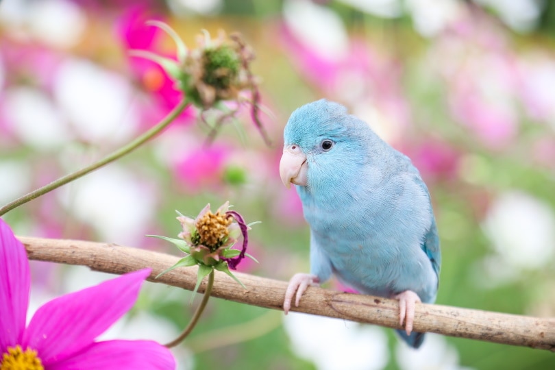 blue parrotlet