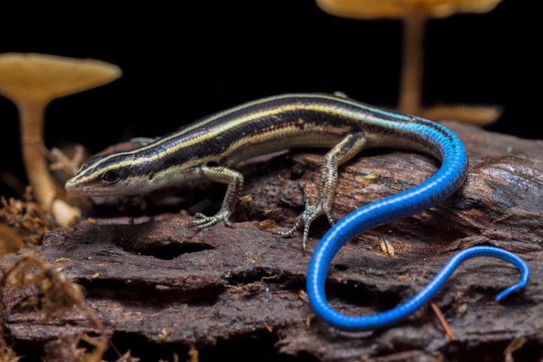 blue tailed skink in wood
