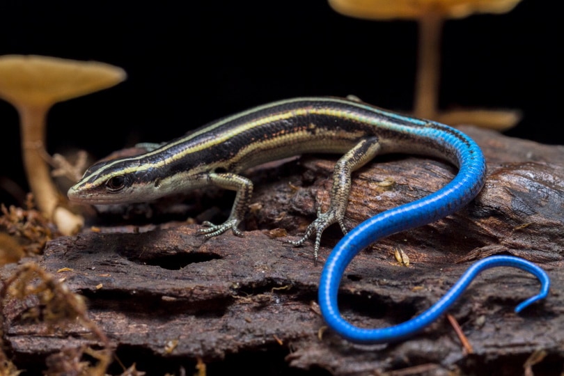 What Do Blue Tailed Skinks Eat In The Wild And As Pets Pet Keen