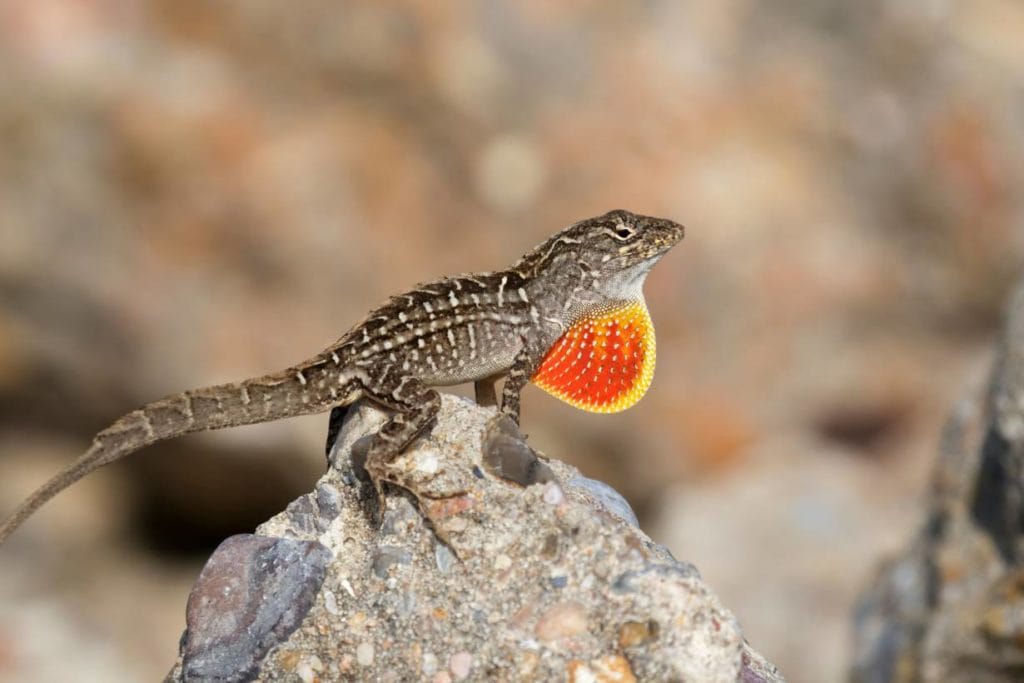 11 Lizards Found in Texas (With Pictures) | Pet Keen
