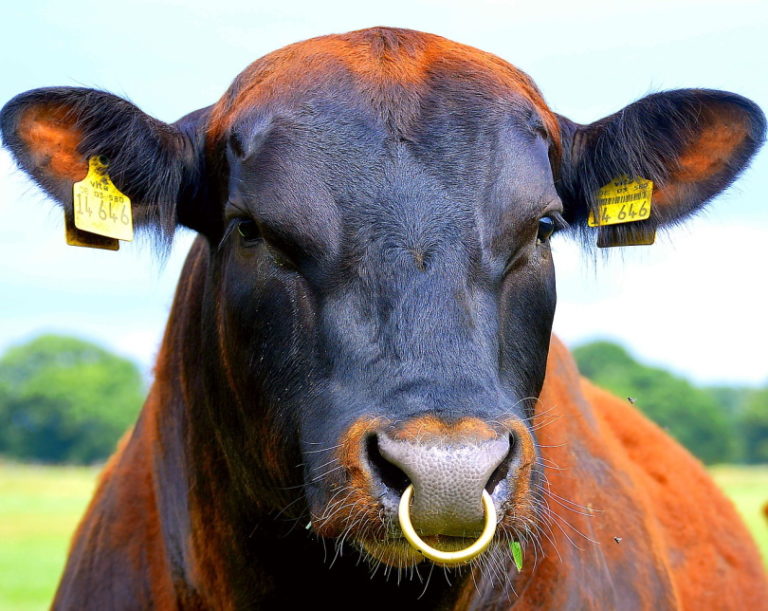 Why Do Bulls Have Nose Rings? Pet Keen