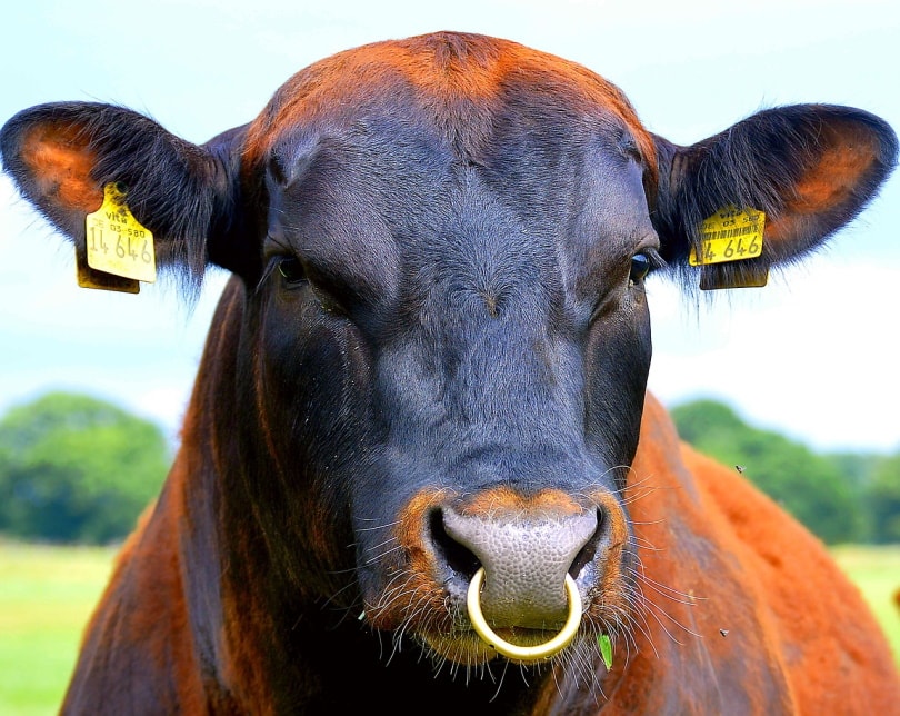 Animal Save Movement - 'A bull in constant suffering from having a chain  attached to a metal ring that was pierced through his nose. The nose ring  is a torture device that
