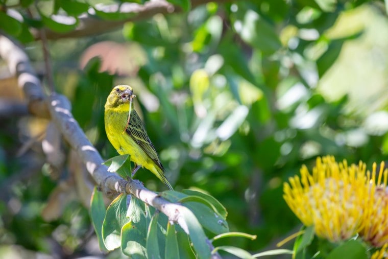 Canary winged parakeet eating