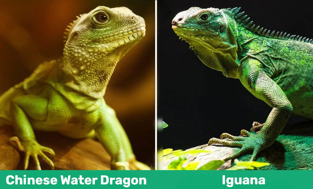 Iguana Vs Chinese Water Dragon
