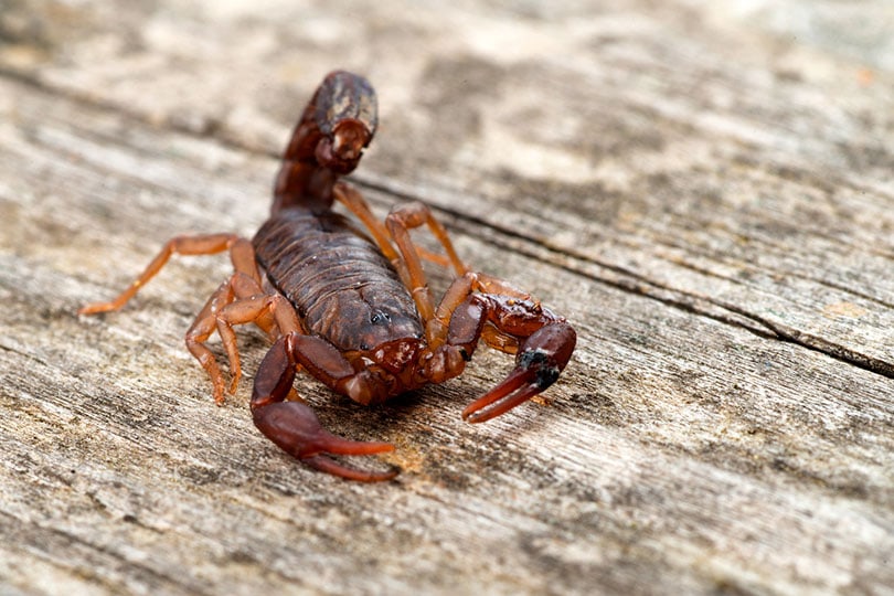 Scorpion Species Found In Georgia With Pictures Pet Keen
