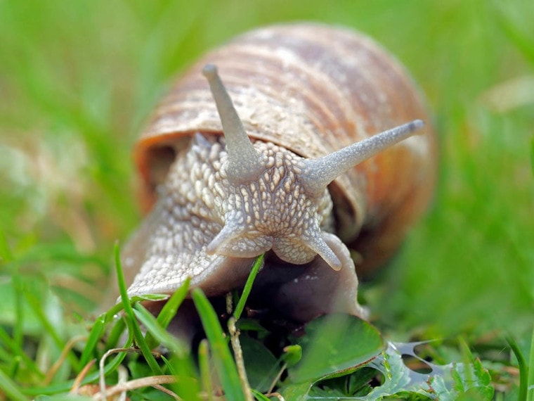 close up snail eating grass