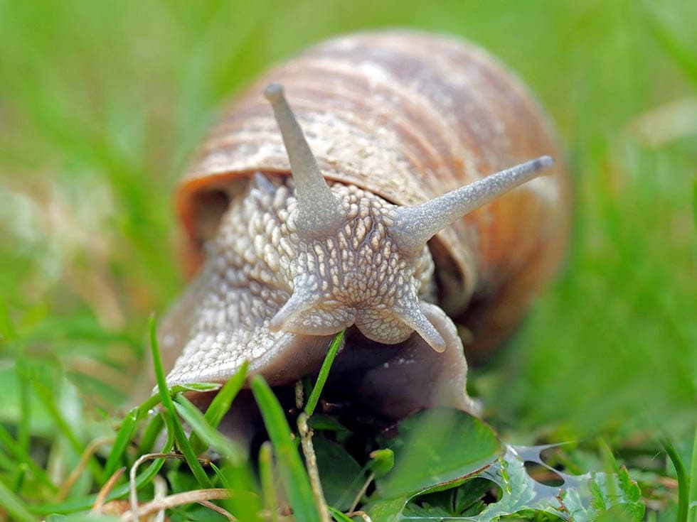 What Do Snails Eat in the Wild and as Pets? What You Need to Know! | Pet Keen