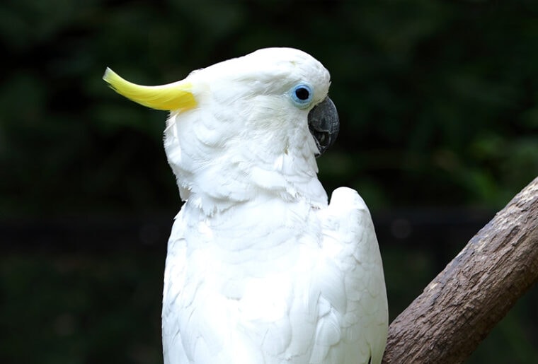 close up triton cockatoo bird
