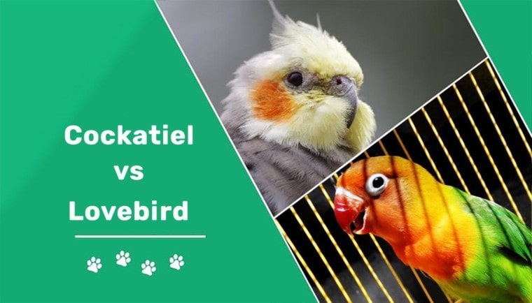 cockatiel-vs-lovebirdheader