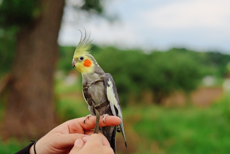 cockatiel with harness