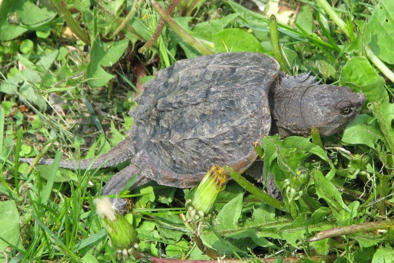 common snapping turtle
