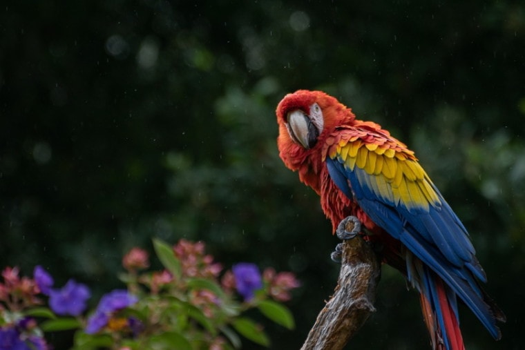 cuban macaw on a tree