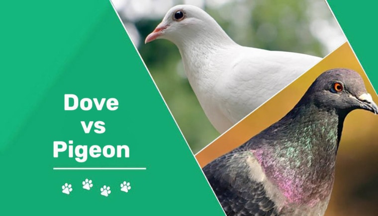 dove vs pigeon header