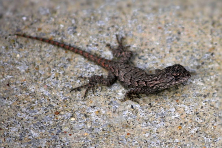 7 Lizard Species Found in (With Pictures) Pet Keen