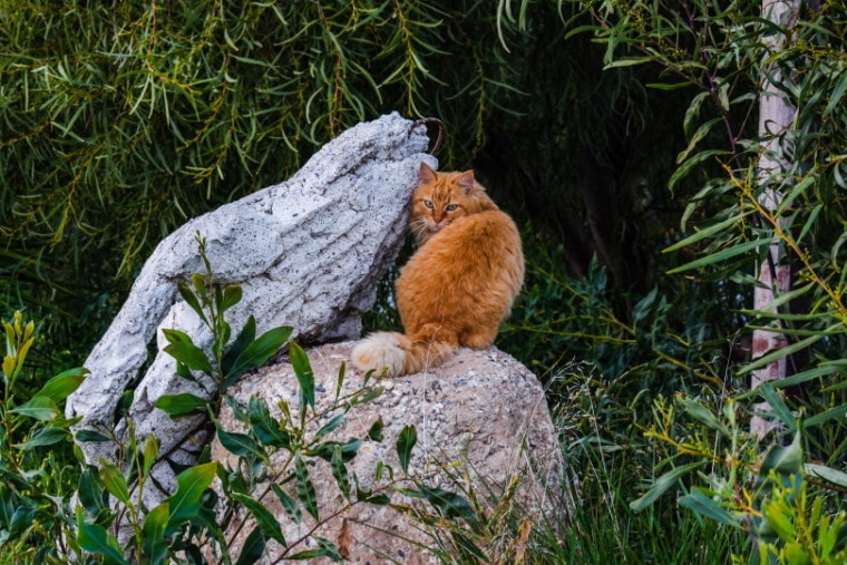 feral cat on rock
