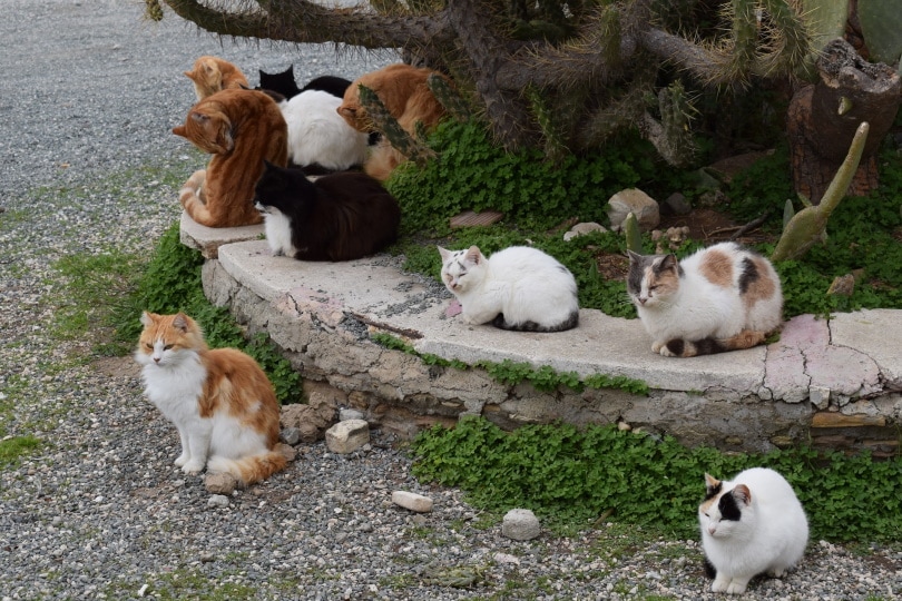 дикие кошки отдыхают на улице