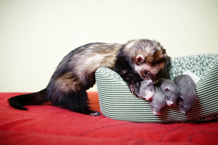 ferret-mother-with-babies