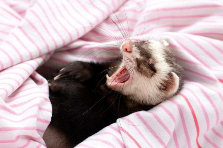 ferret sleeps on the bed