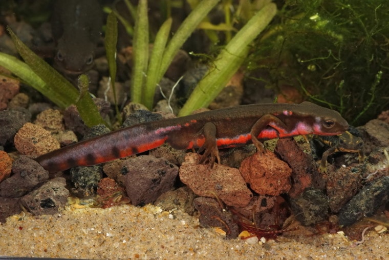 fire belly newt