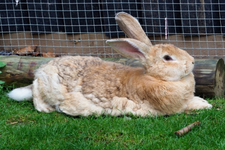 flemish giant rabbit lying on grass