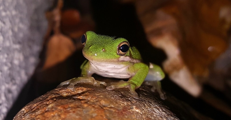 frog preparing to hibernate