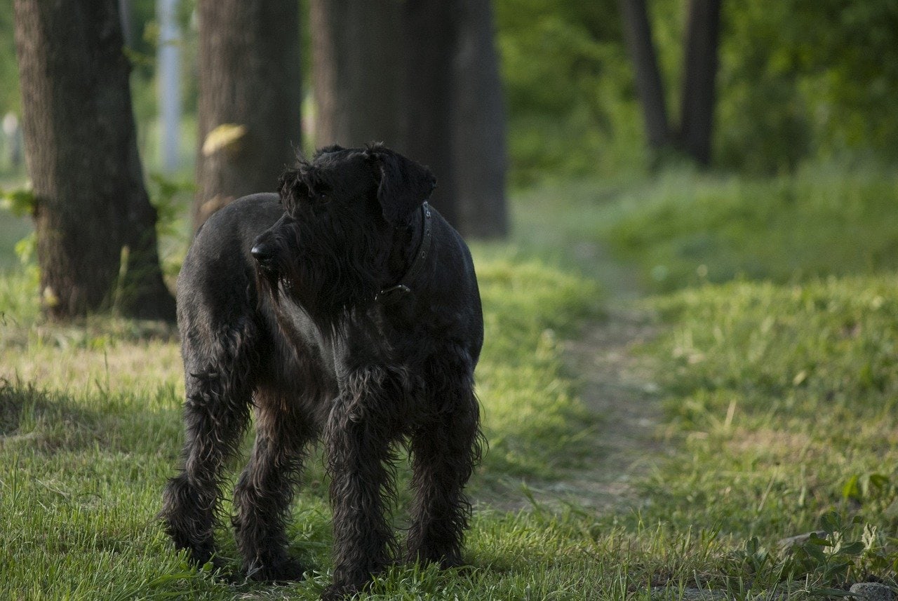giant schnauzer in the forest
