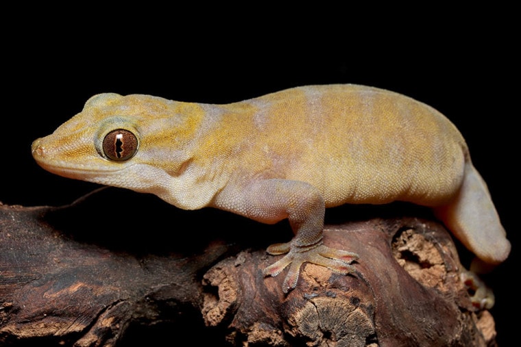 Golden Gecko up close