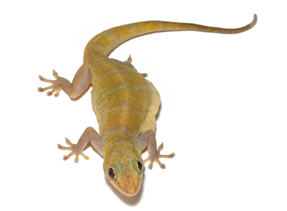 Golden gecko