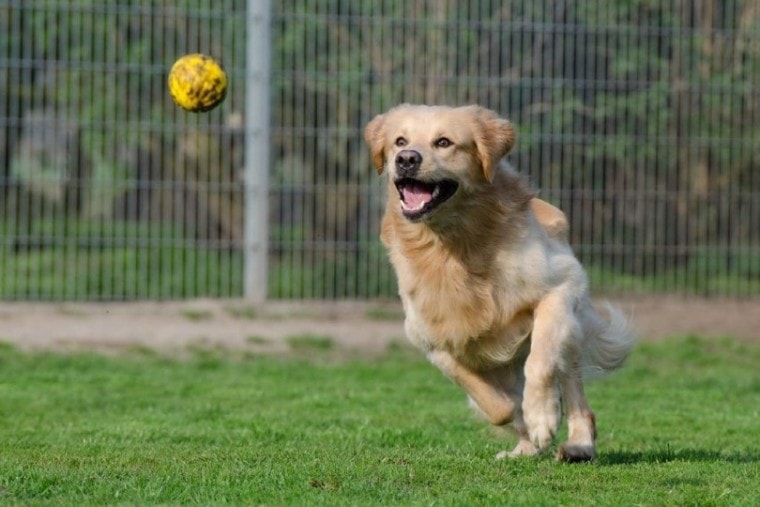 golden retriever playing fetch with ball throw toy