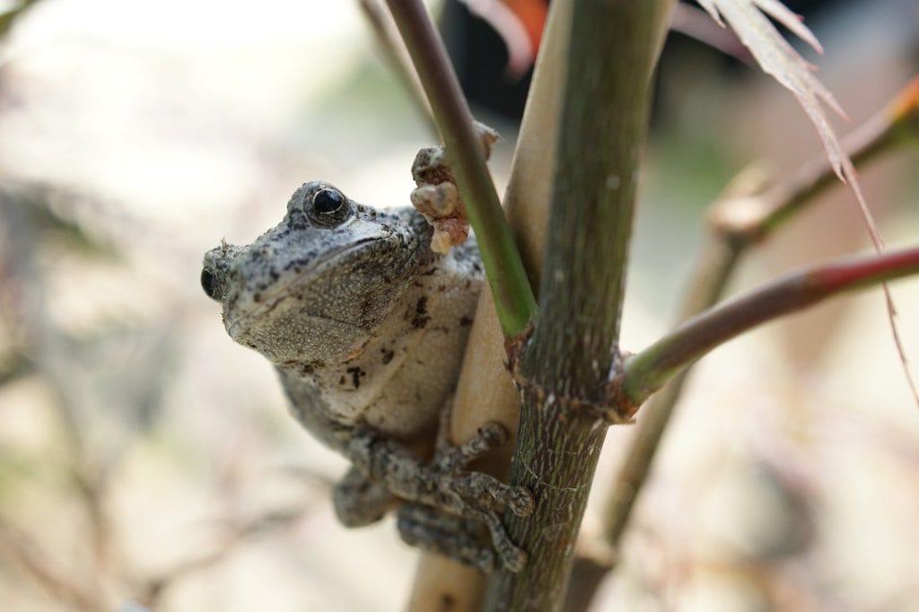 The Happiness-Inducing Cute Frogs (2023) gray treefrog