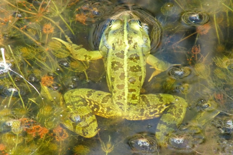 green river frog