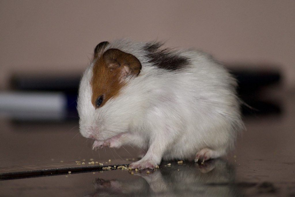 A hamster eating hamster food