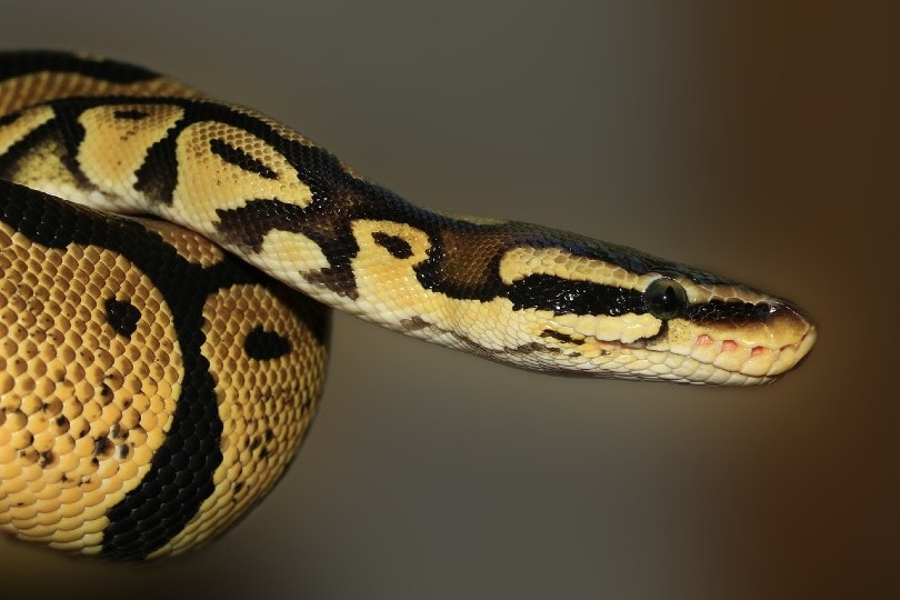 harlequin ball python