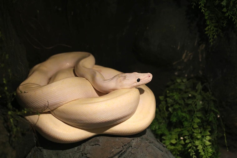 ivory ball python on the stone