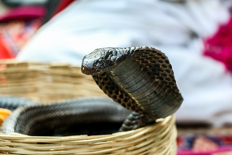 Can You Keep a King Cobra as a Pet?