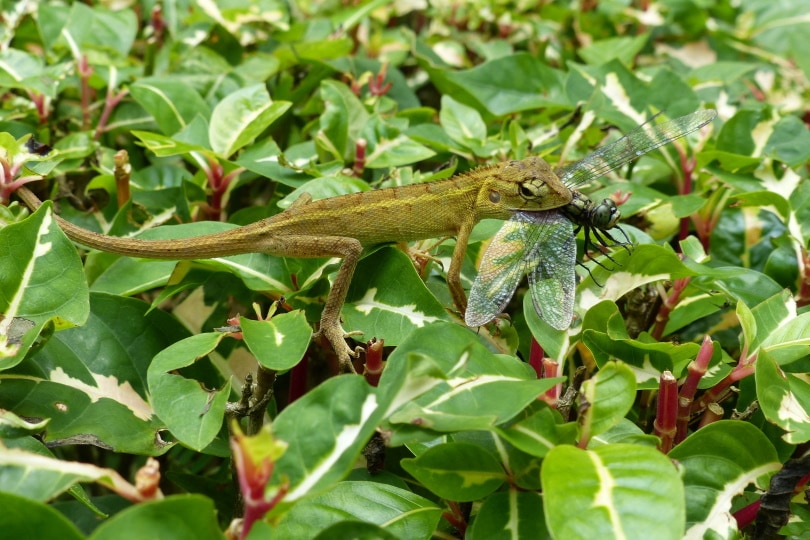 lizard eating insect in wild