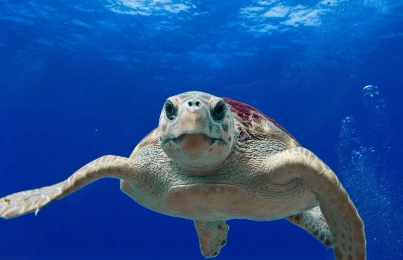 loggerhead sea turtle swimming
