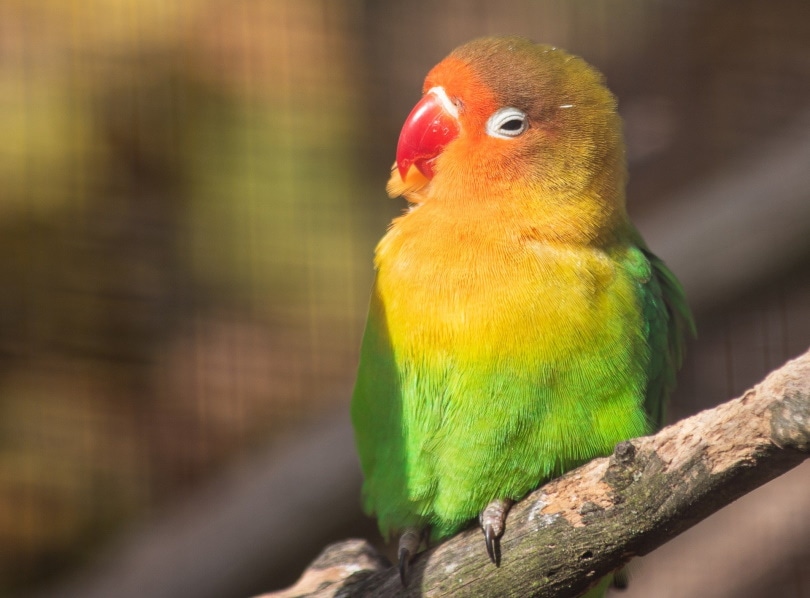 lovebird perched on wood