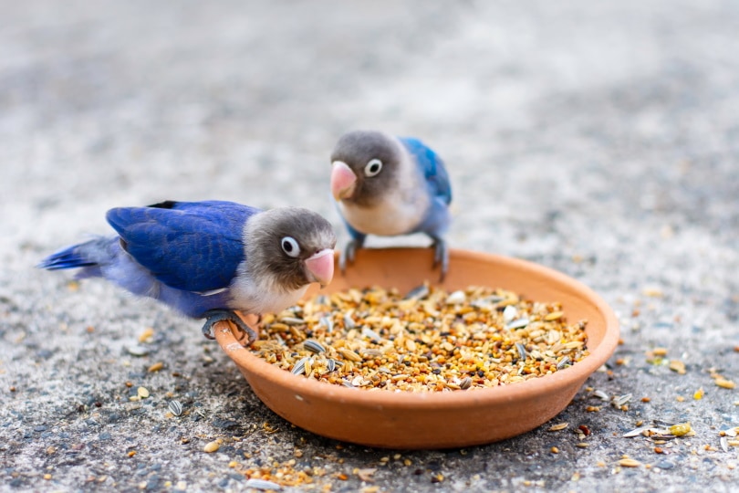 lovebirds eating