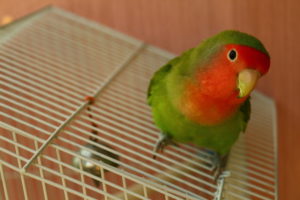 How to Choose the Right Cage Size for Lovebirds: A Guide | Pet Keen