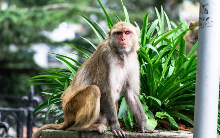macaque monkey sitting on ledge