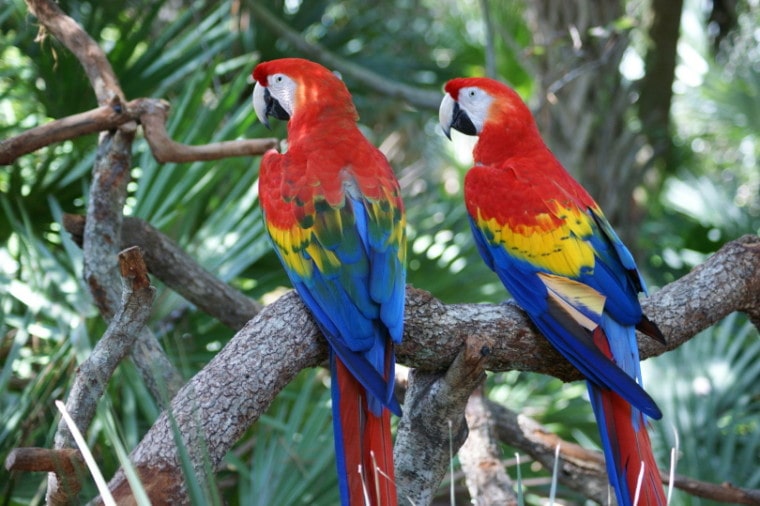 macaw bird