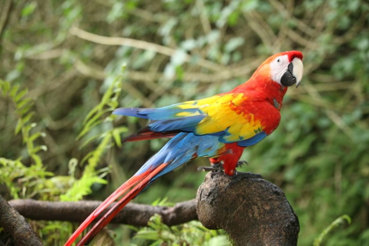 macaw parrot perching