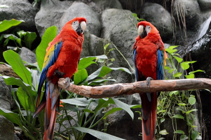 macaw parrots