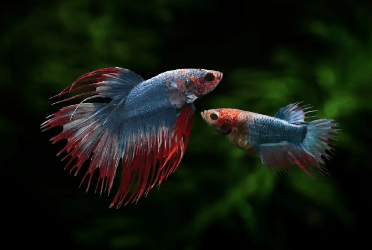 Can Male and Female Betta Fish Live Together? | Pet Keen