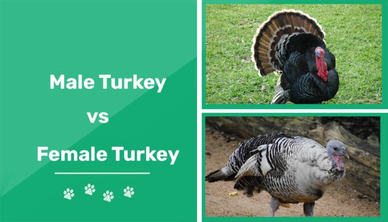 male turkey vs female turkey featured