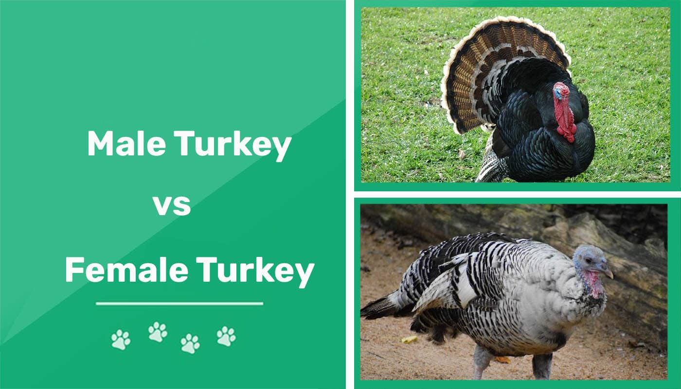 Male vs Female Turkeys: What's the Difference? (With Pictures) | Pet Keen