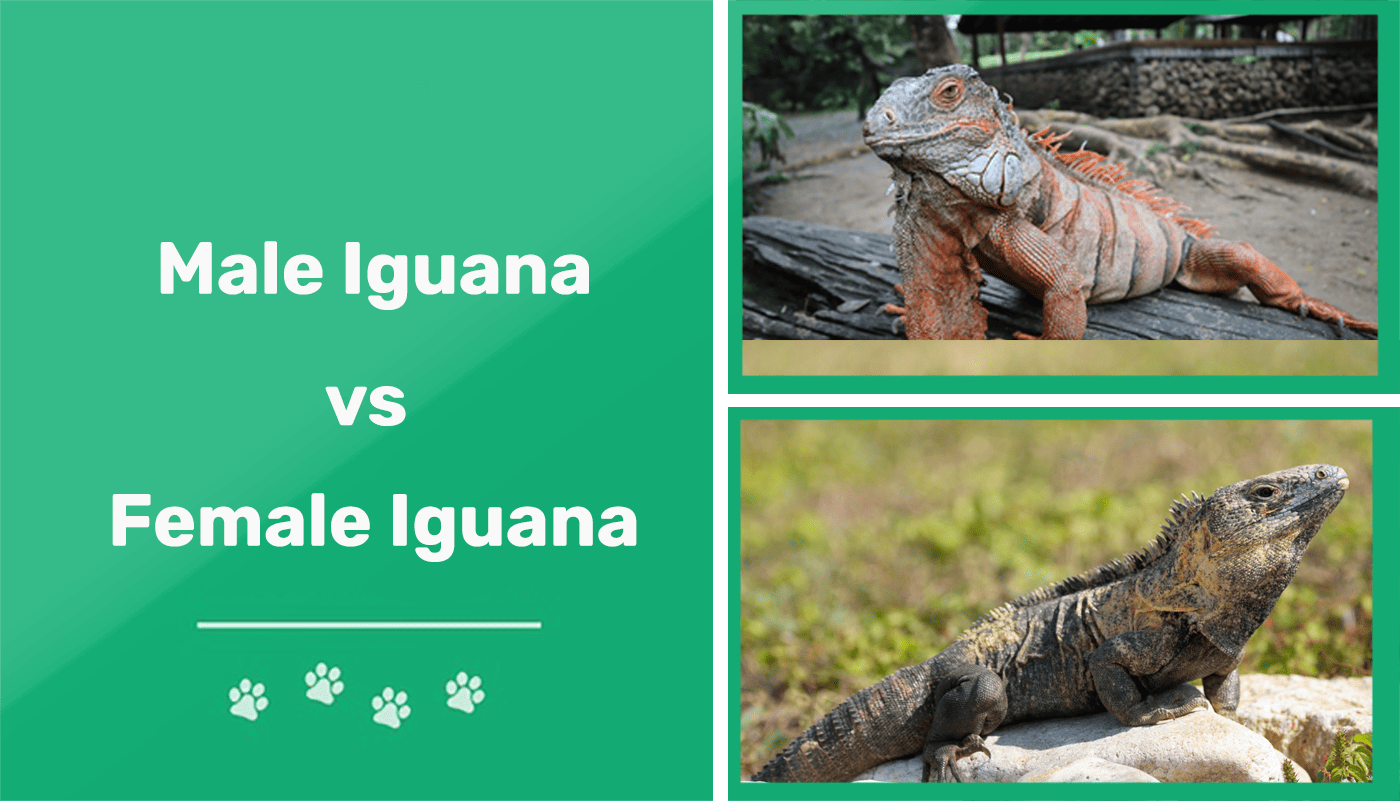 How to Tell if an Iguana is Male or Female?
